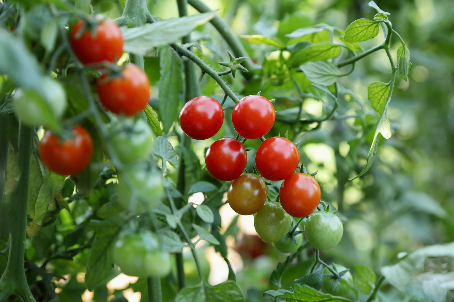 Bio Tomaten-Cocktail 500 gr.