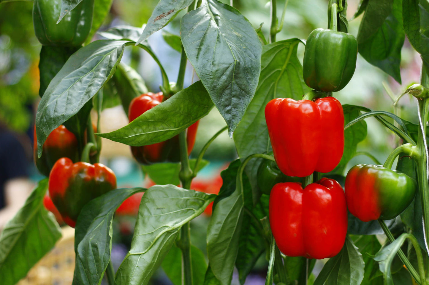 Bio Paprika rot/ rund 1 Stück (ca. 300 gr.)