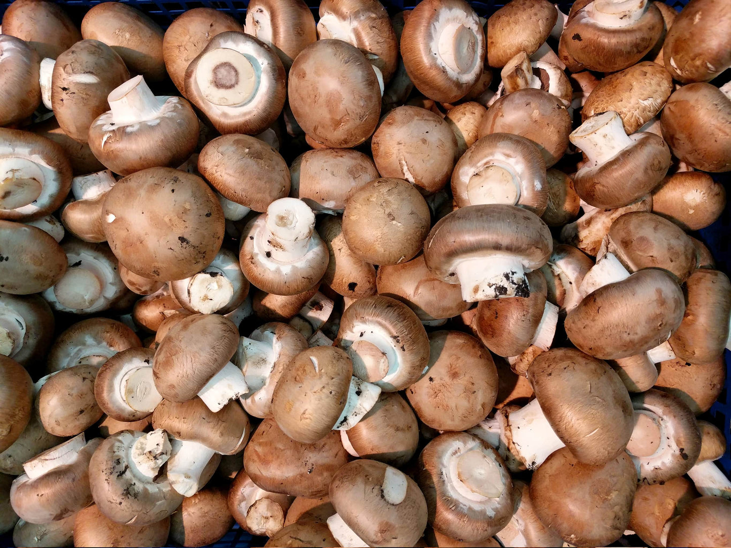 Bio Champignons 250 gr.