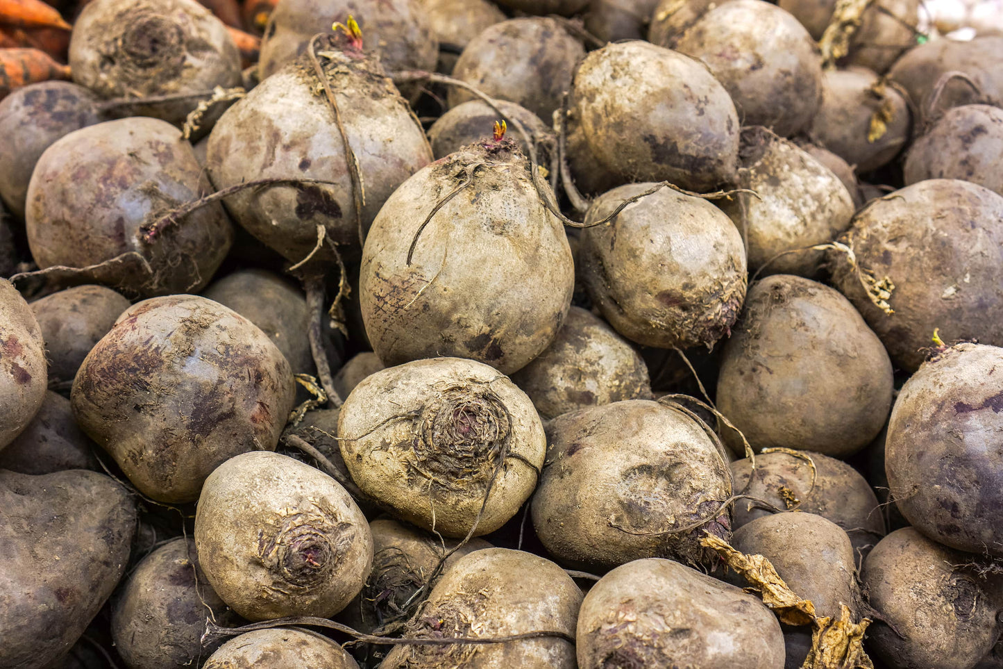 Rote Bete (1 Stück, ca. 100g)