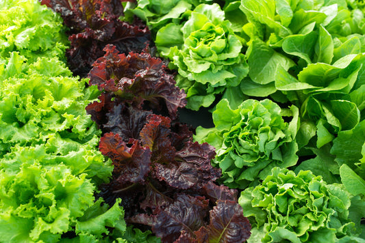 Bio Salat - rot 1 stück