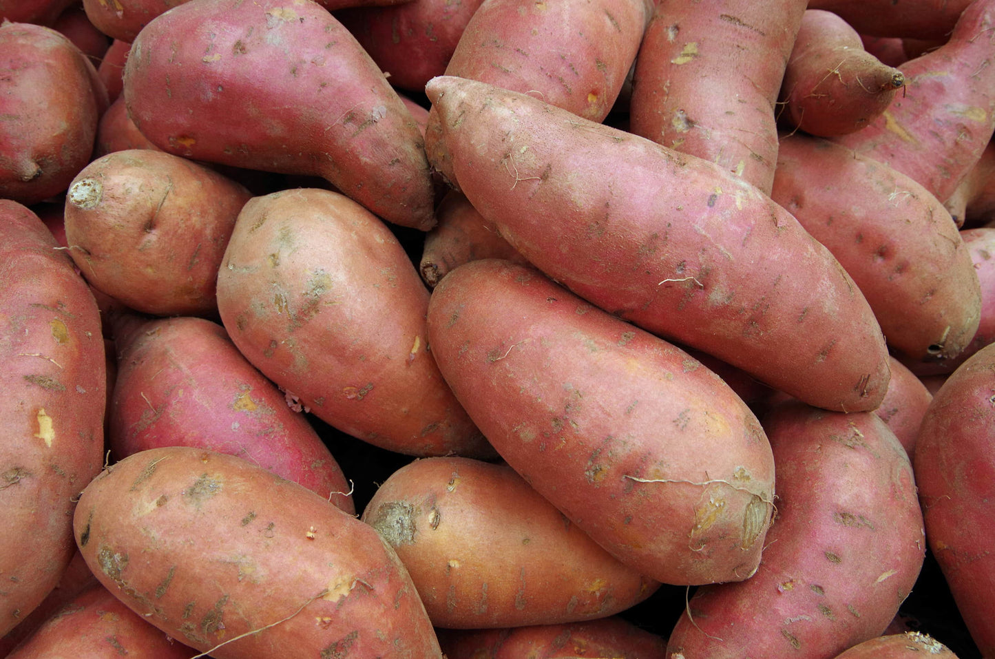 Bio Süßkartoffel 1 Stück (ca. 300 gr. )