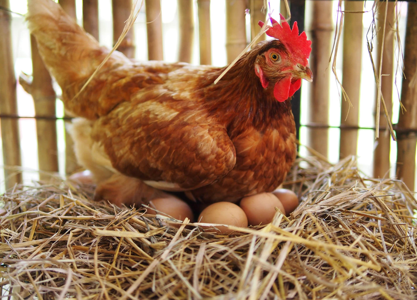 Eier aus Freilandhaltung, Größe L, 1 Stück