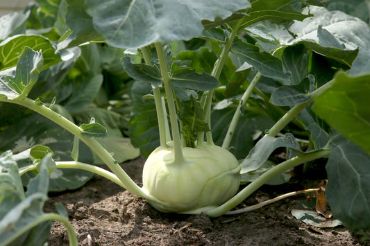 Bio Kohlrabi 1 Stück