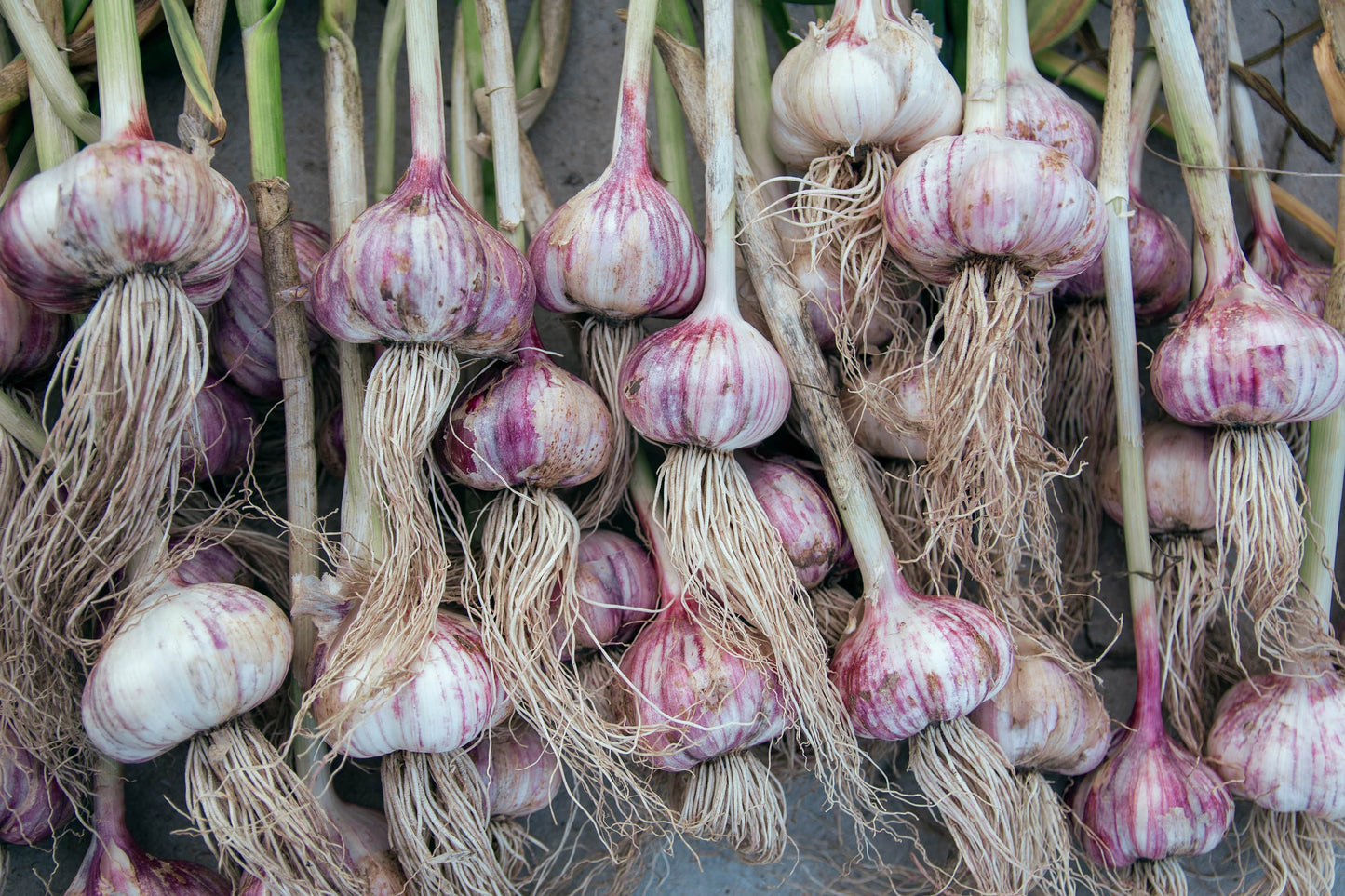 Bio Knoblauch ( 1 Stück)