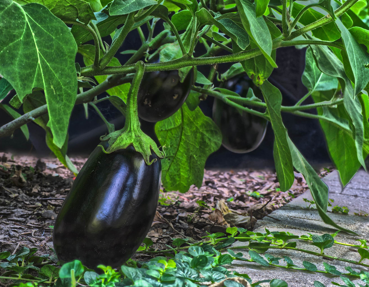 Bio Aubergine 1 Stück (ca. 350 gr.)