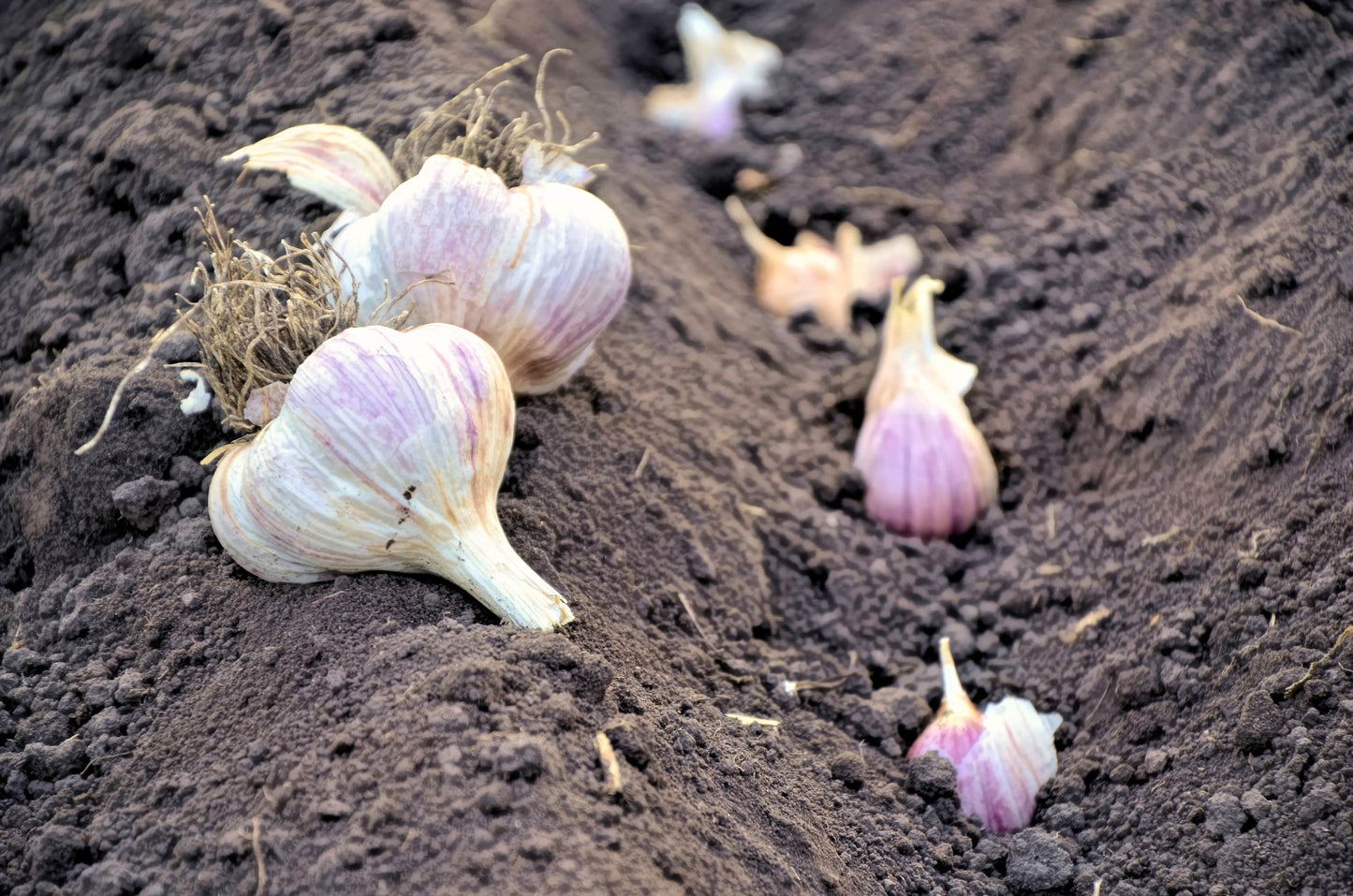 Bio Knoblauch ( 1 Stück)