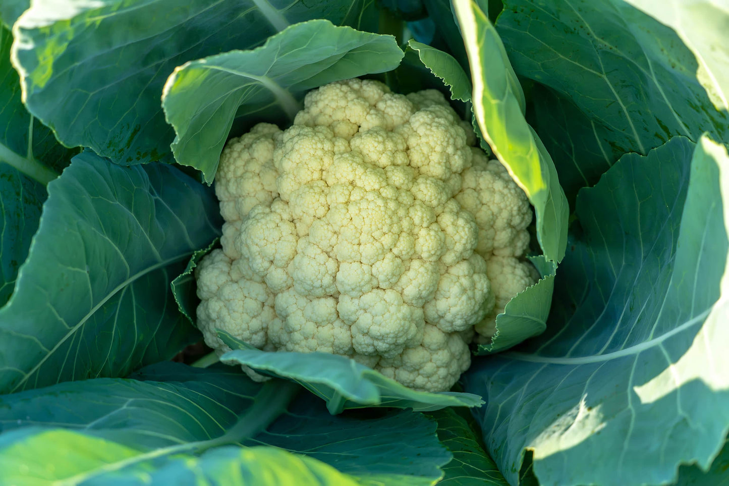 Bio Blumenkohl 1 Stück