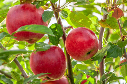 Bio Äpfel Boskoop säuerlich 1 Stück (ca. 200 gr.)