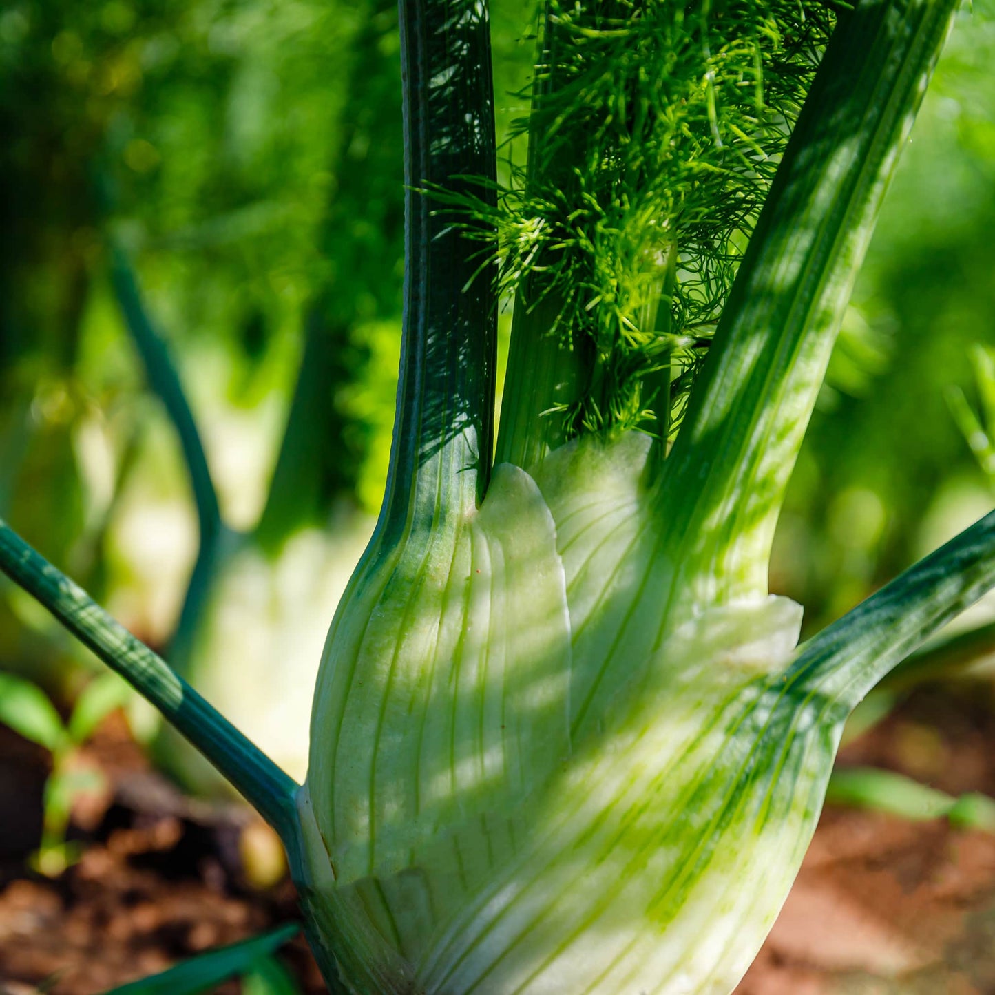 Bio Fenchel 1 Stück (ca. 300 gr.)