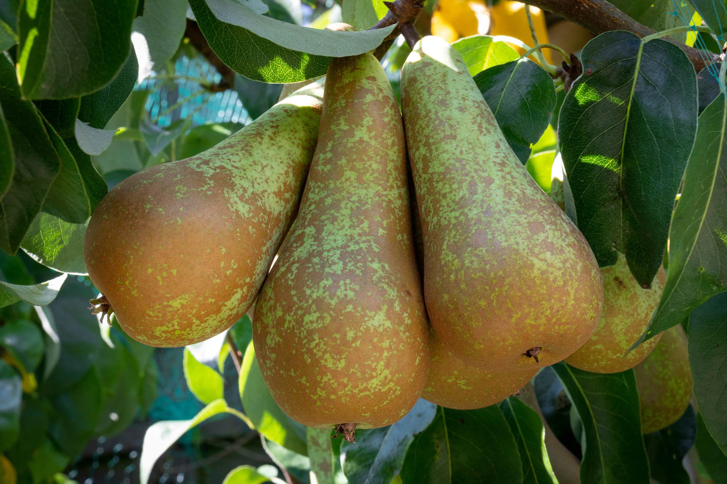 Bio Birnen Conference 1 Stück