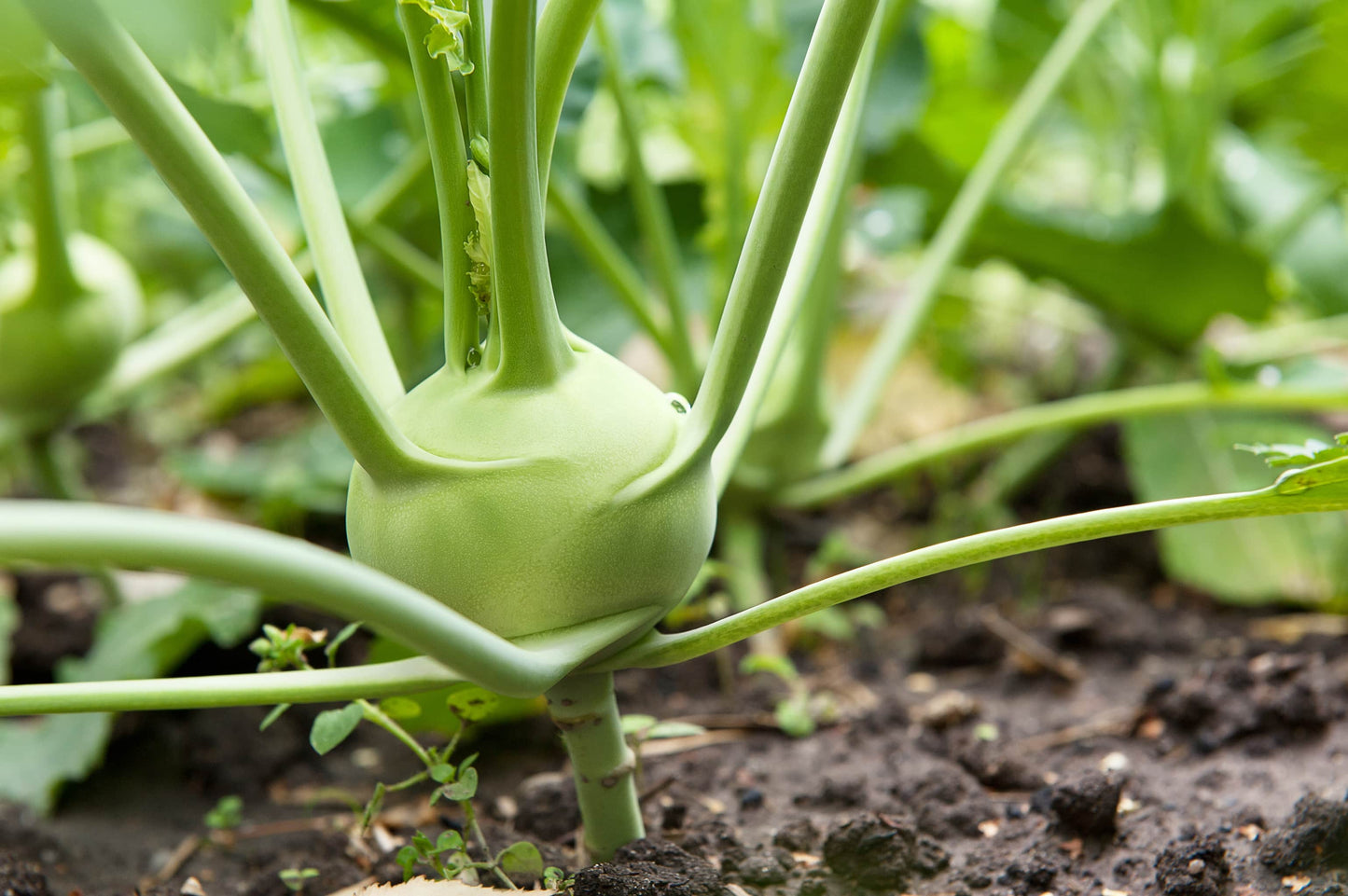 Bio Kohlrabi 1 Stück