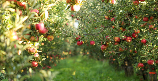 Bio Äpfel süß 1 Stück (ca. 200 gr.)