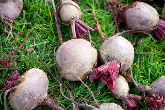 Rote Bete (1 Stück, ca. 100g)