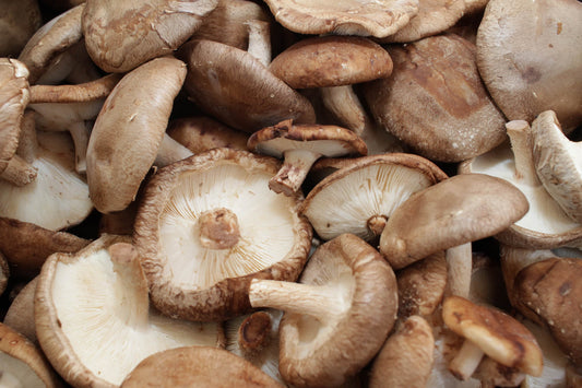 Bio Shiitake ca. 100 gr.