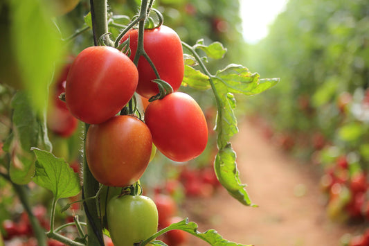 Bio Tomaten-Normal 500 gr.