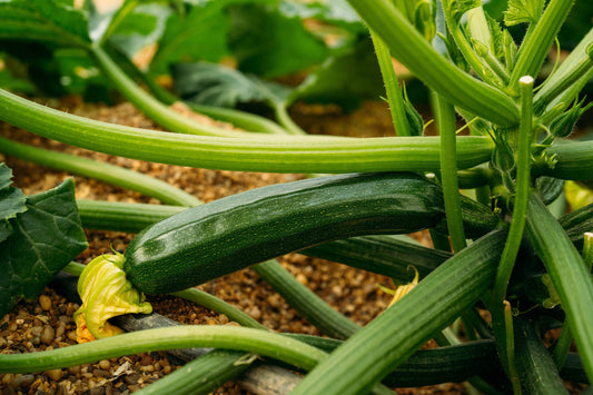 Bio Zucchini 1 Stück
