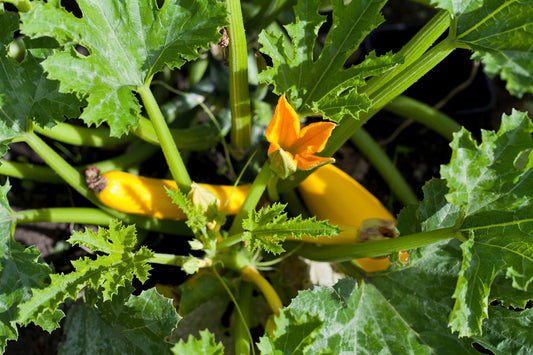 Bio Zucchini 1 Stück