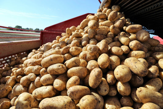 Kartoffeln Belana festkochend - das Produkt anklicken, und Mengenrabatte finden