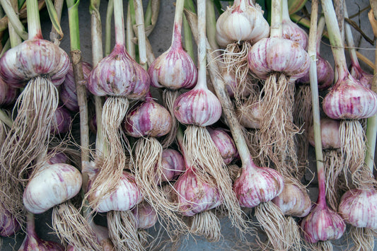 Bio Knoblauch ( 1 Stück)