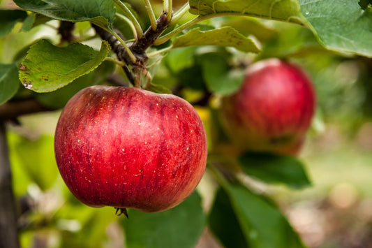 Bio Äpfel säuerlich 1 Stück (ca. 200 gr.)