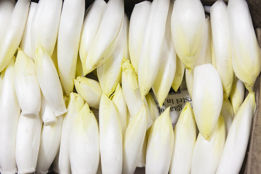 Bio Chicoree 1 Stück (ca. 100 gr.)
