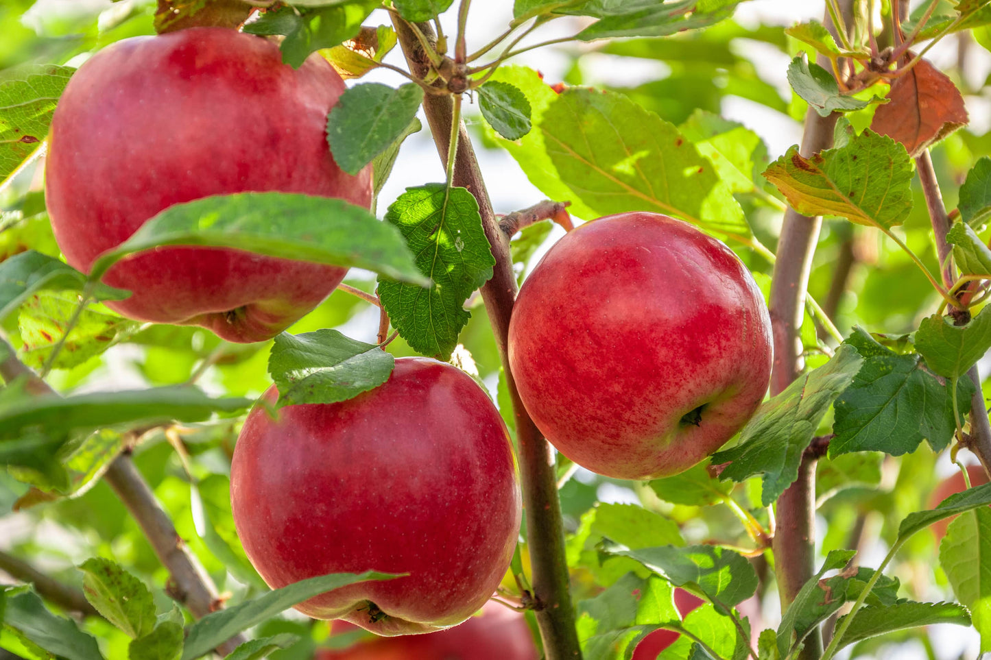 Bio Äpfel Boskoop säuerlich 1 Stück (ca. 200 gr.)