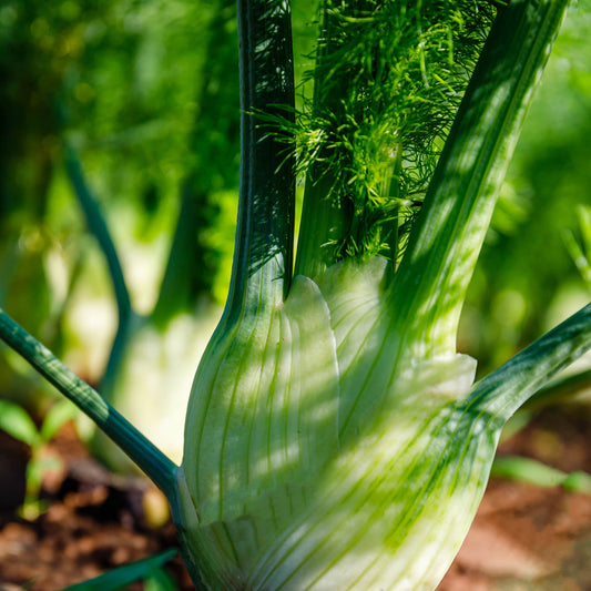 Bio Fenchel 1 Stück (ca. 300 gr.)