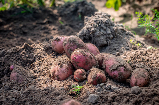 Kartoffeln" Die gute Laura" vorwiegend festkochend 1 kg