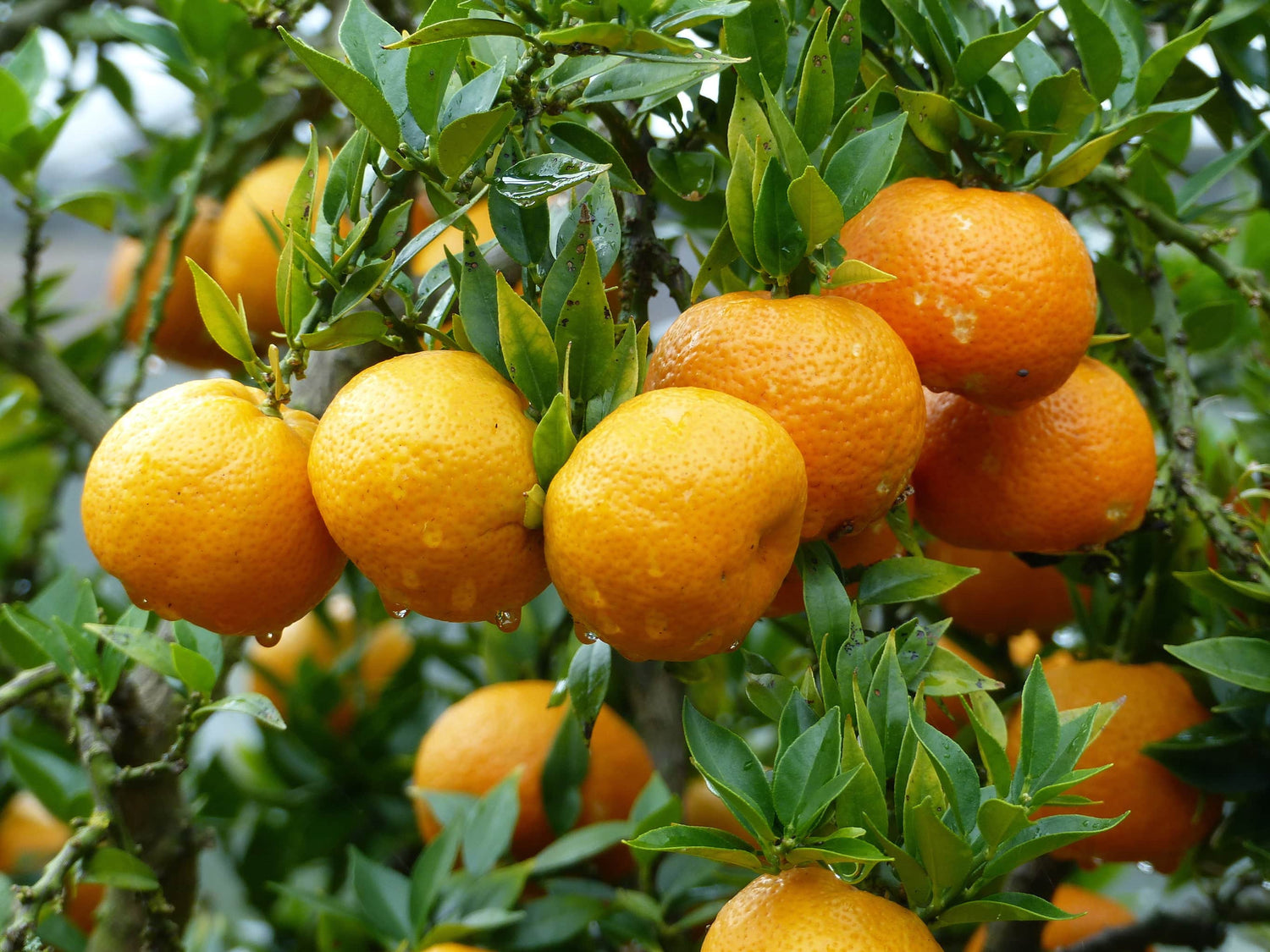 Bio Orangen 1 Stück (ca. 200 gr. ) – Mahlbergs Biogarten